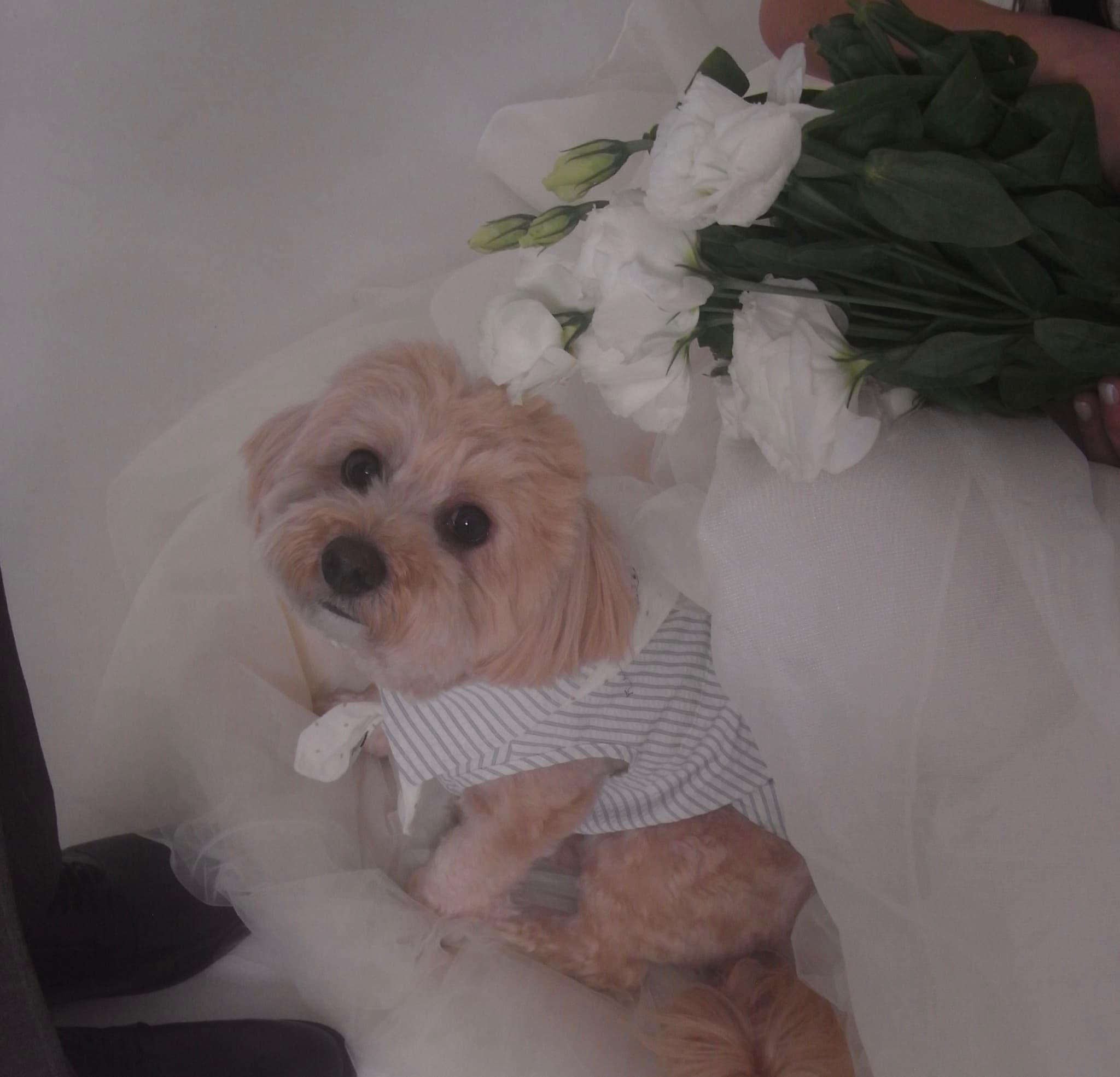 Wedding Date